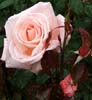 Aotearoa Rose